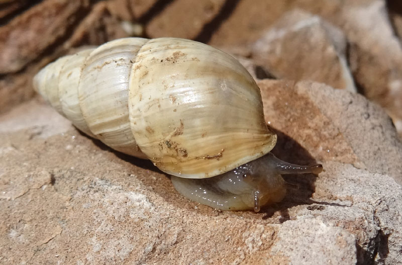 Zebrina detrita (Enidae)........con accoppiamento